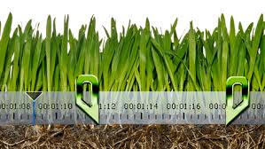 Grass Cuttes